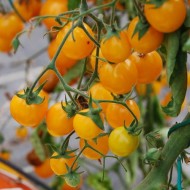 Tomate cherry Gold Nugget