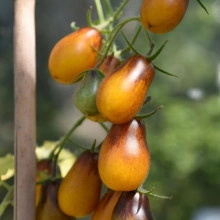 Tomate cherry Indigo Pear Drops - Img 3