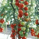 Tomate cherry Supersweet 100 F1 - Img 3