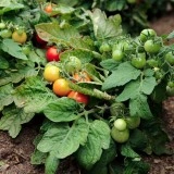 Tomate cherry Vilma