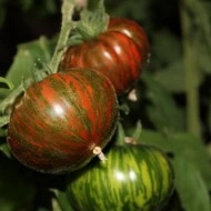 Tomate Chocolate Stripes - Img 2