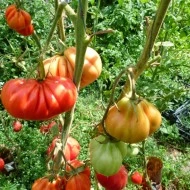 Tomate Coeur d'Albenga