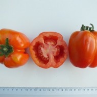 Tomate Gogosar