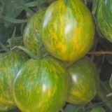 Tomate Green Zebra
