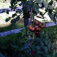 Tomate Purple Calabash