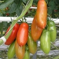 Tomate San Marzano