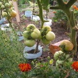 Tomate soi Romanesc UNIREA