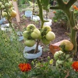 Tomate soi Romanesc UNIREA