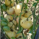 Tomate White Princess