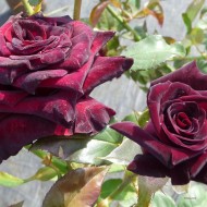 Trandafir Black Baccara