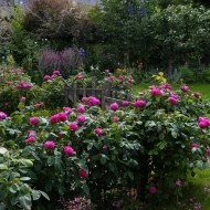 Trandafir de dulceata Rose de Rescht - Img 4
