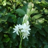 Tuberoze-Polianthes tuberosa - Img 3