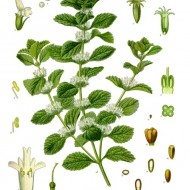 Unguras-Marrubium vulgare