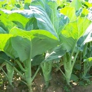 Varza Chinese Kale-Large Leaf