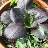 Varza chinezeasca Pak Choi Rubi F1 - Img 5