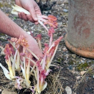 Varza de mare-Crambe maritima - Img 5