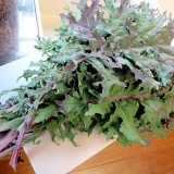 Varza Kale Russian Red