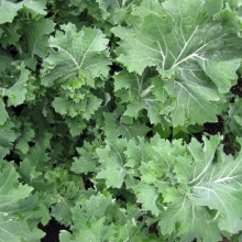 Varza Siberian Kale - Img 6