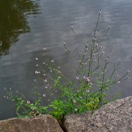 Verbena Officinalis