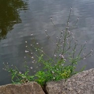 Verbena Officinalis - Img 2