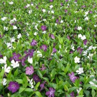 Vinca Minor Alba-Saschiul