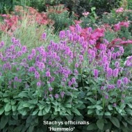 Vindecea-Stachys officinalis - Img 4