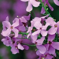 Violeta de noapte-Hesperis Matronalis - Img 5