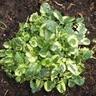 Winter Cress-Barbarea Vulgaris Variegata