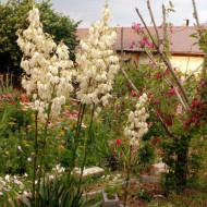 Yucca filamentosa