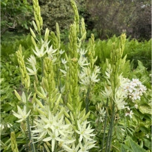 Zambila Indiana-Camassia Caerulea Alba - Img 3