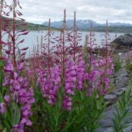 Zburatoarea-Epilobium angustifolium