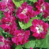 Zorele-Ipomoea Double pink