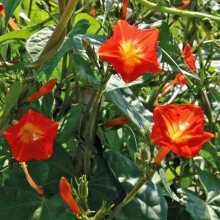 Zorele-Ipomoea Hederifolia Orange - Img 3