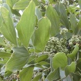 Acacia Mangium - Img 6