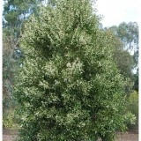 Acacia melanoxylon - Img 2