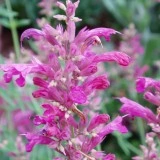 Agastache Arcado Pink - Img 2