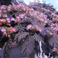 Albizia Julibrissin Summer Chocolate