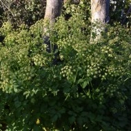 Alexanders-Smyrnium Olusatrum - Img 2
