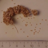 Amaranthus caudatus Coral Fountain