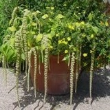Amaranthus caudatus Green Cascade - Img 2