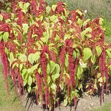 Amaranthus caudatus