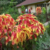 Amaranthus tricolor Splendens