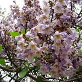 Arborele Printesei-Paulownia tomentosa - Img 2
