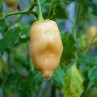 Ardei iute Aji Peach Fantasy