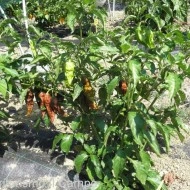 Ardei iute Bhut Jolokia Chocolate
