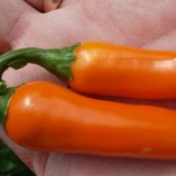 Ardei iute Bulgarian Carrot