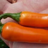 Ardei iute Bulgarian Carrot - Img 3