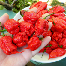 Ardei iute Carolina Reaper