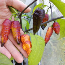 Ardei iute Pink Tiger x Peach Bhut