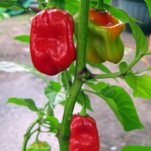 Ardei iute Scotch Bonnet Red